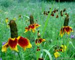 Mexican Hat | Long-Headed Coneflower | Thimbleflower | Grey Headed Coneflower | Upright Prairie Coneflower | Yellow Coneflower | Red Hats